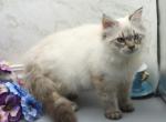 Quest of Romanov Dynasty - Siberian Cat For Sale - Ashburn&comma; VA&comma; US