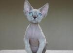 Kent - Devon Rex Cat For Sale - Brooklyn&comma; NY&comma; US