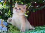 Poseydon - British Shorthair Cat For Sale - Brooklyn&comma; NY&comma; US