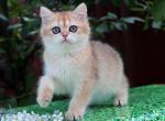 Praga - British Shorthair Cat For Sale - Brooklyn&comma; NY&comma; US