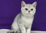 Emir - Scottish Straight Cat For Sale - Brooklyn&comma; NY&comma; US