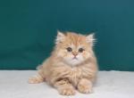 Leonardo - Scottish Straight Cat For Sale - Brooklyn&comma; NY&comma; US