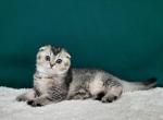 Lily - Scottish Fold Cat For Sale - Brooklyn&comma; NY&comma; US