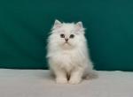 Kamila - Scottish Straight Cat For Sale - Brooklyn&comma; NY&comma; US