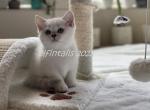 Pinch - British Shorthair Cat For Sale - Portland&comma; OR&comma; US