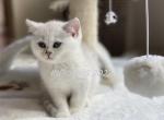 Dash - British Shorthair Cat For Sale - Portland&comma; OR&comma; US