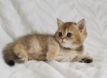 British kittens - British Shorthair Cat For Sale - New York&comma; NY&comma; US