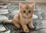 Spark - British Shorthair Cat For Sale - New York&comma; NY&comma; US