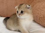 Tom - Scottish Fold Cat For Sale - New York&comma; NY&comma; US