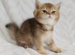 British babies 2 - Brazilian Shorthair Cat For Sale - New York&comma; NY&comma; US