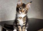 Norman - Maine Coon Cat For Sale - Brooklyn&comma; NY&comma; US