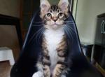 Cathrine - Maine Coon Cat For Sale - Brooklyn&comma; NY&comma; US