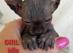 Black Girl Mia - Sphynx Cat For Sale - Lockport&comma; IL&comma; US