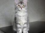 Madeleine - Maine Coon Cat For Sale - Brooklyn&comma; NY&comma; US