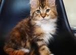 Ornella - Maine Coon Cat For Sale - Brooklyn&comma; NY&comma; US