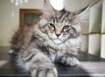 Jessie - Maine Coon Cat For Sale - Brooklyn&comma; NY&comma; US