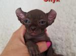 Elf Black Boy Onyx - Sphynx Cat For Sale - Lockport&comma; IL&comma; US
