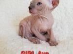 Girl Avaa - Sphynx Cat For Sale/Service - Lockport&comma; IL&comma; US