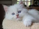 Fawn point - Ragdoll Cat For Sale - Farmville&comma; VA&comma; US