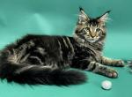 Jovi - Maine Coon Cat For Sale - New York&comma; NY&comma; US