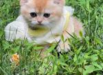 Fluffy - British Shorthair Cat For Sale - Atlanta&comma; GA&comma; US