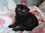 Beautiful black Scottish - Scottish Fold Cat For Sale - Grand Rapids&comma; MI&comma; US