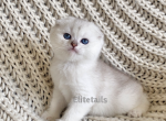 Scottish fold silver shaded female - Scottish Fold Cat For Sale - Thornton&comma; CO&comma; US