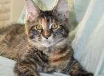 Genesis 1 and 2 - Maine Coon Cat For Adoption - Manchester&comma; NH&comma; US