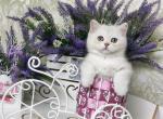 Bobby - Scottish Straight Cat For Sale - Brooklyn&comma; NY&comma; US