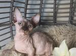 Bambino - Sphynx Cat For Sale - Mundelein&comma; IL&comma; US