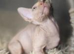 Osiris - Sphynx Cat For Sale - Mundelein&comma; IL&comma; US