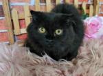 Nora - Munchkin Cat For Sale - Neosho&comma; MO&comma; US