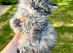 Reduced price Adorable Persian Female 1 - Persian Cat For Sale - Beach Park&comma; IL&comma; US