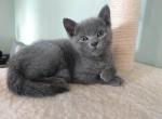 Misty and Jasper Litter - Russian Blue Cat For Sale - Hallsville&comma; MO&comma; US