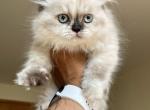 Beautiful Himalayan Persian Female - Himalayan Cat For Sale - Beach Park&comma; IL&comma; US