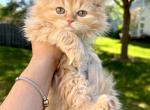 Reduced price Adorable Persian Female - Persian Cat For Sale - Beach Park&comma; IL&comma; US
