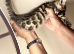 Cute Bengal Female - Bengal Cat For Sale - Beach Park&comma; IL&comma; US
