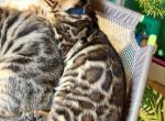 Bengal kitten with Amazing leopard markings - Bengal Cat For Sale - Beach Park&comma; IL&comma; US