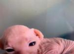 New litter of three beautiful babies - Sphynx Cat For Sale - Massapequa&comma; NY&comma; US