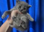 Classic blue girls - British Shorthair Cat For Sale - Fort Wayne&comma; IN&comma; US
