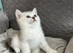 Oscar - Scottish Straight Cat For Sale - Renton&comma; WA&comma; US