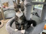 PRINCE - Maine Coon Cat For Sale - Boerne&comma; TX&comma; US