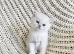 Scottish straight chinchilla male kitten - Scottish Straight Cat For Sale - Thornton&comma; CO&comma; US