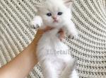 Colorpoint Scottish straight female kitten - Scottish Straight Cat For Sale - Thornton&comma; CO&comma; US