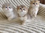 British long haired and short haired kittens - British Shorthair Cat For Sale - Thornton&comma; CO&comma; US