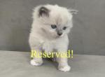 New Litter Summer 22 Reservations OPEN - Ragdoll Cat For Sale - Mount Vernon&comma; WA&comma; US