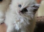 Lilac sepia - Ragdoll Cat For Sale - Farmville&comma; VA&comma; US
