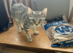 Janie - Savannah Cat For Sale - Fontana&comma; CA&comma; US