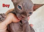 Black Boy Rio - Sphynx Cat For Sale - Lockport&comma; IL&comma; US