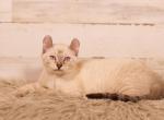 American Curls - American Curl Cat For Sale - Omaha&comma; NE&comma; US